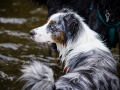 Hundefreunde_Marburg_Welpen_Baby_Junghunde_Treffen_Jung_Hunde_Langhaarcollie_Australian_Shepherd_Mini_American_Puppy_Baby_HemlepFotografie_Fotografin_Hemlep (66)