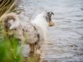 Hundefreunde_Marburg_Welpen_Baby_Junghunde_Treffen_Jung_Hunde_Langhaarcollie_Australian_Shepherd_Mini_American_Puppy_Baby_HemlepFotografie_Fotografin_Hemlep (67)