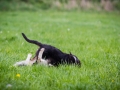 Hundefreunde_Marburg_Welpen_Baby_Junghunde_Treffen_Jung_Hunde_Langhaarcollie_Australian_Shepherd_Mini_American_Puppy_Baby_HemlepFotografie_Fotografin_Hemlep (7)