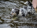 Hundefreunde_Marburg_Welpen_Baby_Junghunde_Treffen_Jung_Hunde_Langhaarcollie_Australian_Shepherd_Mini_American_Puppy_Baby_HemlepFotografie_Fotografin_Hemlep (72)