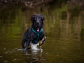 Hundefreunde_Marburg_Welpen_Baby_Junghunde_Treffen_Jung_Hunde_Langhaarcollie_Australian_Shepherd_Mini_American_Puppy_Baby_HemlepFotografie_Fotografin_Hemlep (74)