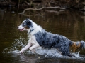 Hundefreunde_Marburg_Welpen_Baby_Junghunde_Treffen_Jung_Hunde_Langhaarcollie_Australian_Shepherd_Mini_American_Puppy_Baby_HemlepFotografie_Fotografin_Hemlep (77)