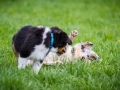 Hundefreunde_Marburg_Welpen_Baby_Junghunde_Treffen_Jung_Hunde_Langhaarcollie_Australian_Shepherd_Mini_American_Puppy_Baby_HemlepFotografie_Fotografin_Hemlep (8)