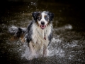 Hundefreunde_Marburg_Welpen_Baby_Junghunde_Treffen_Jung_Hunde_Langhaarcollie_Australian_Shepherd_Mini_American_Puppy_Baby_HemlepFotografie_Fotografin_Hemlep (80)
