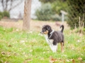 Welpen_Junghunde_treffen_Australian_Shepherd_Langhaarcollie_blue-merle_Gaia_Oskar_tricolor_Welpe_Junghund_Gruppe (1)