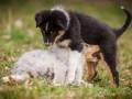 Welpen_Junghunde_treffen_Australian_Shepherd_Langhaarcollie_blue-merle_Gaia_Oskar_tricolor_Welpe_Junghund_Gruppe (102)