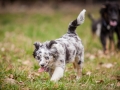 Welpen_Junghunde_treffen_Australian_Shepherd_Langhaarcollie_blue-merle_Gaia_Oskar_tricolor_Welpe_Junghund_Gruppe (104)