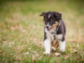 Welpen_Junghunde_treffen_Australian_Shepherd_Langhaarcollie_blue-merle_Gaia_Oskar_tricolor_Welpe_Junghund_Gruppe (109)