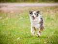 Welpen_Junghunde_treffen_Australian_Shepherd_Langhaarcollie_blue-merle_Gaia_Oskar_tricolor_Welpe_Junghund_Gruppe (11)