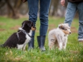 Welpen_Junghunde_treffen_Australian_Shepherd_Langhaarcollie_blue-merle_Gaia_Oskar_tricolor_Welpe_Junghund_Gruppe (117)