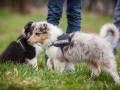 Welpen_Junghunde_treffen_Australian_Shepherd_Langhaarcollie_blue-merle_Gaia_Oskar_tricolor_Welpe_Junghund_Gruppe (118)