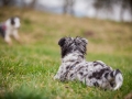 Welpen_Junghunde_treffen_Australian_Shepherd_Langhaarcollie_blue-merle_Gaia_Oskar_tricolor_Welpe_Junghund_Gruppe (123)
