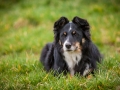 Welpen_Junghunde_treffen_Australian_Shepherd_Langhaarcollie_blue-merle_Gaia_Oskar_tricolor_Welpe_Junghund_Gruppe (126)