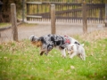 Welpen_Junghunde_treffen_Australian_Shepherd_Langhaarcollie_blue-merle_Gaia_Oskar_tricolor_Welpe_Junghund_Gruppe (13)