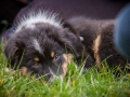 Welpen_Junghunde_treffen_Australian_Shepherd_Langhaarcollie_blue-merle_Gaia_Oskar_tricolor_Welpe_Junghund_Gruppe (131)