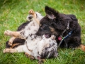 Welpen_Junghunde_treffen_Australian_Shepherd_Langhaarcollie_blue-merle_Gaia_Oskar_tricolor_Welpe_Junghund_Gruppe (134)