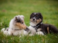 Welpen_Junghunde_treffen_Australian_Shepherd_Langhaarcollie_blue-merle_Gaia_Oskar_tricolor_Welpe_Junghund_Gruppe (138)