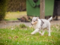 Welpen_Junghunde_treffen_Australian_Shepherd_Langhaarcollie_blue-merle_Gaia_Oskar_tricolor_Welpe_Junghund_Gruppe (14)
