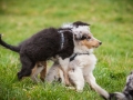 Welpen_Junghunde_treffen_Australian_Shepherd_Langhaarcollie_blue-merle_Gaia_Oskar_tricolor_Welpe_Junghund_Gruppe (140)