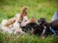 Welpen_Junghunde_treffen_Australian_Shepherd_Langhaarcollie_blue-merle_Gaia_Oskar_tricolor_Welpe_Junghund_Gruppe (142)