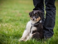 Welpen_Junghunde_treffen_Australian_Shepherd_Langhaarcollie_blue-merle_Gaia_Oskar_tricolor_Welpe_Junghund_Gruppe (143)