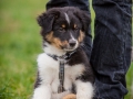 Welpen_Junghunde_treffen_Australian_Shepherd_Langhaarcollie_blue-merle_Gaia_Oskar_tricolor_Welpe_Junghund_Gruppe (146)