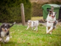 Welpen_Junghunde_treffen_Australian_Shepherd_Langhaarcollie_blue-merle_Gaia_Oskar_tricolor_Welpe_Junghund_Gruppe (15)