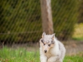 Welpen_Junghunde_treffen_Australian_Shepherd_Langhaarcollie_blue-merle_Gaia_Oskar_tricolor_Welpe_Junghund_Gruppe (16)