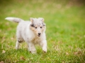 Welpen_Junghunde_treffen_Australian_Shepherd_Langhaarcollie_blue-merle_Gaia_Oskar_tricolor_Welpe_Junghund_Gruppe (19)