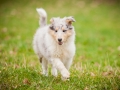 Welpen_Junghunde_treffen_Australian_Shepherd_Langhaarcollie_blue-merle_Gaia_Oskar_tricolor_Welpe_Junghund_Gruppe (20)