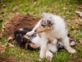 Welpen_Junghunde_treffen_Australian_Shepherd_Langhaarcollie_blue-merle_Gaia_Oskar_tricolor_Welpe_Junghund_Gruppe (21)