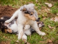 Welpen_Junghunde_treffen_Australian_Shepherd_Langhaarcollie_blue-merle_Gaia_Oskar_tricolor_Welpe_Junghund_Gruppe (22)