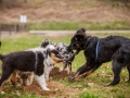 Welpen_Junghunde_treffen_Australian_Shepherd_Langhaarcollie_blue-merle_Gaia_Oskar_tricolor_Welpe_Junghund_Gruppe (23)