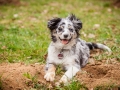 Welpen_Junghunde_treffen_Australian_Shepherd_Langhaarcollie_blue-merle_Gaia_Oskar_tricolor_Welpe_Junghund_Gruppe (27)