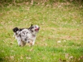 Welpen_Junghunde_treffen_Australian_Shepherd_Langhaarcollie_blue-merle_Gaia_Oskar_tricolor_Welpe_Junghund_Gruppe (38)