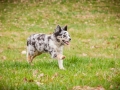 Welpen_Junghunde_treffen_Australian_Shepherd_Langhaarcollie_blue-merle_Gaia_Oskar_tricolor_Welpe_Junghund_Gruppe (39)