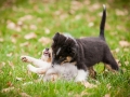 Welpen_Junghunde_treffen_Australian_Shepherd_Langhaarcollie_blue-merle_Gaia_Oskar_tricolor_Welpe_Junghund_Gruppe (4)