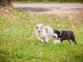 Welpen_Junghunde_treffen_Australian_Shepherd_Langhaarcollie_blue-merle_Gaia_Oskar_tricolor_Welpe_Junghund_Gruppe (41)