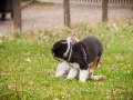 Welpen_Junghunde_treffen_Australian_Shepherd_Langhaarcollie_blue-merle_Gaia_Oskar_tricolor_Welpe_Junghund_Gruppe (43)