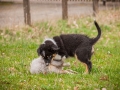 Welpen_Junghunde_treffen_Australian_Shepherd_Langhaarcollie_blue-merle_Gaia_Oskar_tricolor_Welpe_Junghund_Gruppe (46)