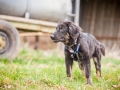 Welpen_Junghunde_treffen_Australian_Shepherd_Langhaarcollie_blue-merle_Gaia_Oskar_tricolor_Welpe_Junghund_Gruppe (49)