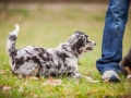 Welpen_Junghunde_treffen_Australian_Shepherd_Langhaarcollie_blue-merle_Gaia_Oskar_tricolor_Welpe_Junghund_Gruppe (55)