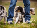 Welpen_Junghunde_treffen_Australian_Shepherd_Langhaarcollie_blue-merle_Gaia_Oskar_tricolor_Welpe_Junghund_Gruppe (58)
