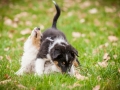 Welpen_Junghunde_treffen_Australian_Shepherd_Langhaarcollie_blue-merle_Gaia_Oskar_tricolor_Welpe_Junghund_Gruppe (6)