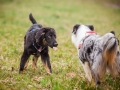 Welpen_Junghunde_treffen_Australian_Shepherd_Langhaarcollie_blue-merle_Gaia_Oskar_tricolor_Welpe_Junghund_Gruppe (60)