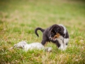 Welpen_Junghunde_treffen_Australian_Shepherd_Langhaarcollie_blue-merle_Gaia_Oskar_tricolor_Welpe_Junghund_Gruppe (61)