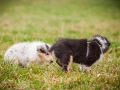 Welpen_Junghunde_treffen_Australian_Shepherd_Langhaarcollie_blue-merle_Gaia_Oskar_tricolor_Welpe_Junghund_Gruppe (64)