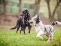 Welpen_Junghunde_treffen_Australian_Shepherd_Langhaarcollie_blue-merle_Gaia_Oskar_tricolor_Welpe_Junghund_Gruppe (66)