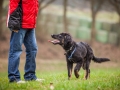 Welpen_Junghunde_treffen_Australian_Shepherd_Langhaarcollie_blue-merle_Gaia_Oskar_tricolor_Welpe_Junghund_Gruppe (69)