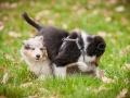 Welpen_Junghunde_treffen_Australian_Shepherd_Langhaarcollie_blue-merle_Gaia_Oskar_tricolor_Welpe_Junghund_Gruppe (7)
